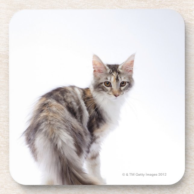 Maine-Waschbärkatze Getränkeuntersetzer (Vorderseite)