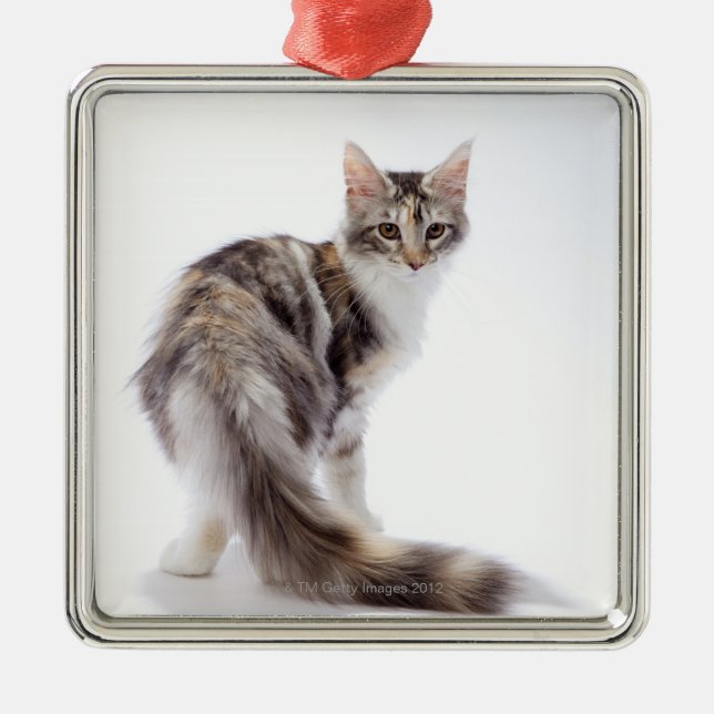 Maine-Waschbärkatze Silbernes Ornament (Vorne)