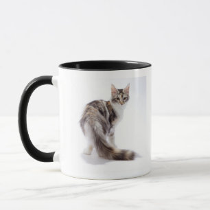 Maine-Waschbärkatze Tasse
