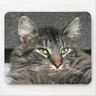 Maine-Waschbärkatzengesicht Mousepad