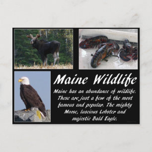 Maine Wildnis Postkarte