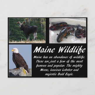 Maine Wildnis Postkarte