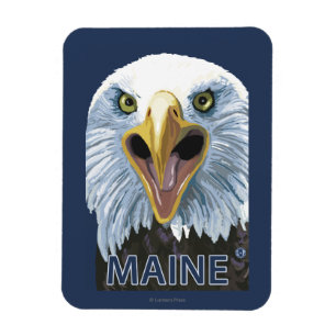 MaineEagle herauf nahes Magnet