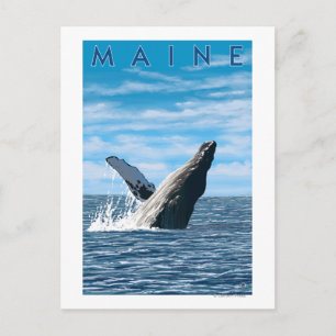 MaineHumpback Whale Scene Postkarte