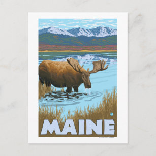 MaineMoose Drinking im See Postkarte
