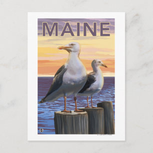 MaineSea Gulls Scene Postkarte