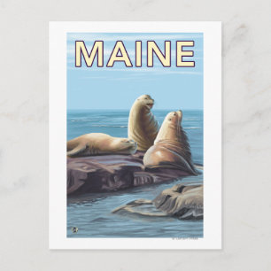 MaineSea Lions Szene Postkarte
