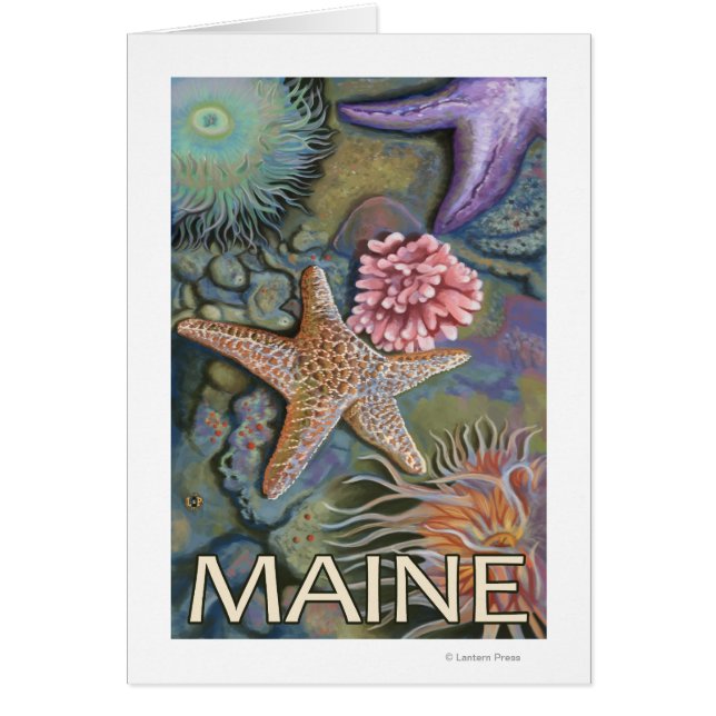 MaineTidepool Scene (Vorne)