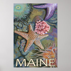 MaineTidepool Szene Poster