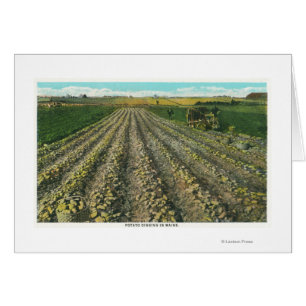 MaineView einer Kartoffelfarm in Maine