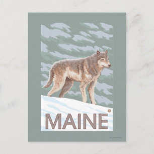 MaineWolf-Szene Postkarte