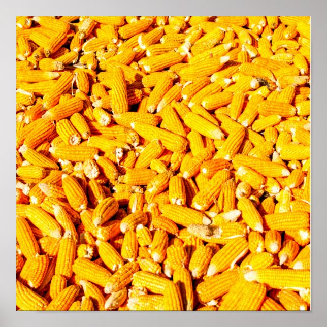 Mais auf dem Cob Poster (Vorne)