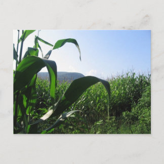 Mais Postkarte