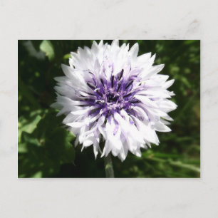Maisblume Postkarte