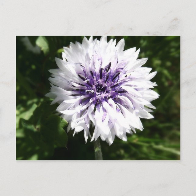 Maisblume Postkarte (Vorderseite)