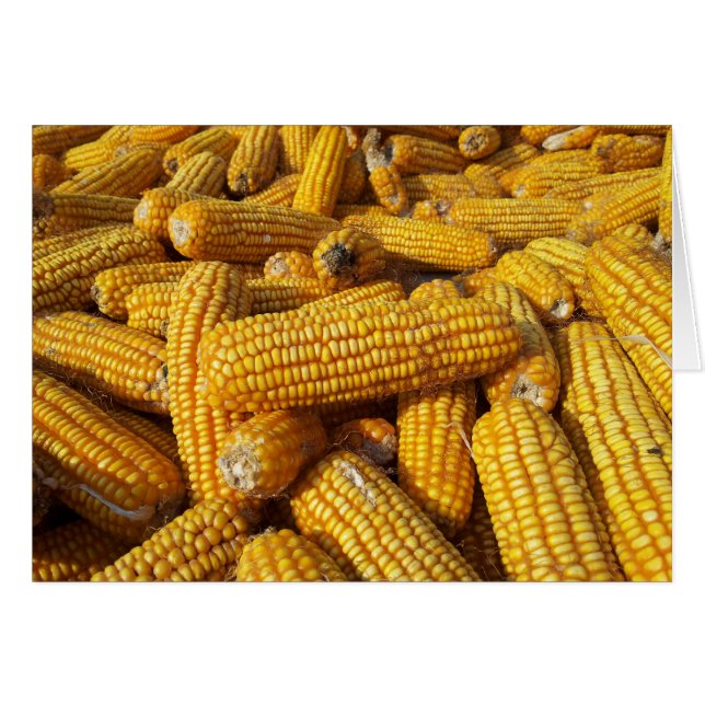 Maisernte (Vorderseite (Horizontal))