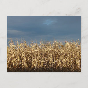 Maisfeld Postkarte