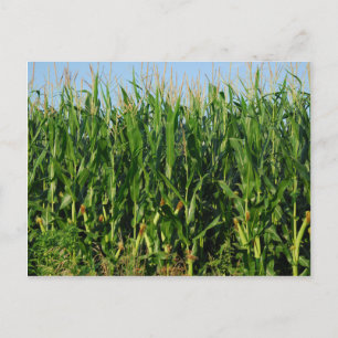 Maisfeld Postkarte