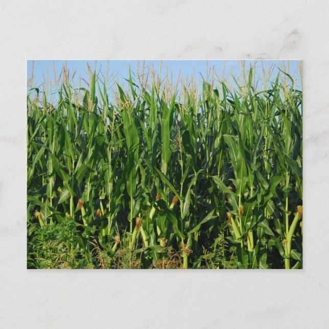 Maisfeld Postkarte (Vorderseite)