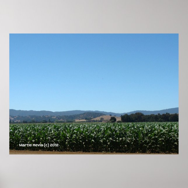 Maisfelder Poster (Vorne)