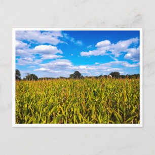 Maisfelder unter blauem Himmel - Foto Postkarte