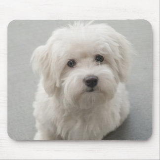 Maisie Baumwolle de Tulear Puppy Mousepad