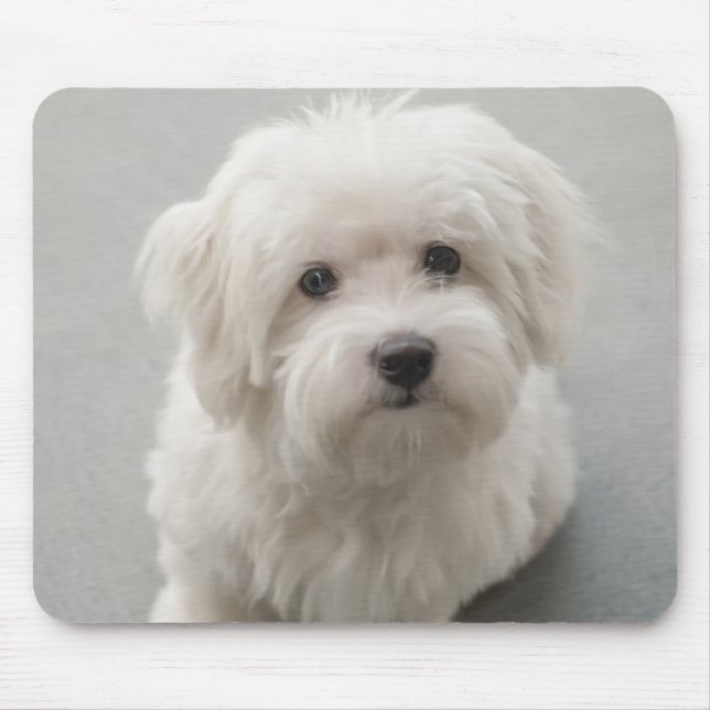 Maisie Baumwolle de Tulear Puppy Mousepad (Vorne)