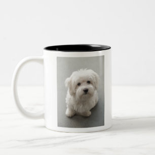 Maisie Baumwolle de Tulear Puppy Zweifarbige Tasse