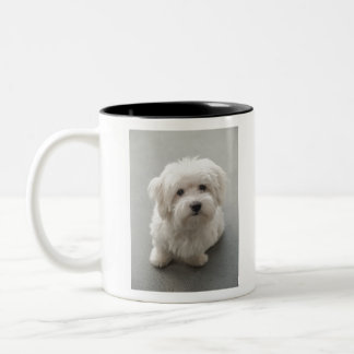 Maisie Baumwolle de Tulear Puppy Zweifarbige Tasse
