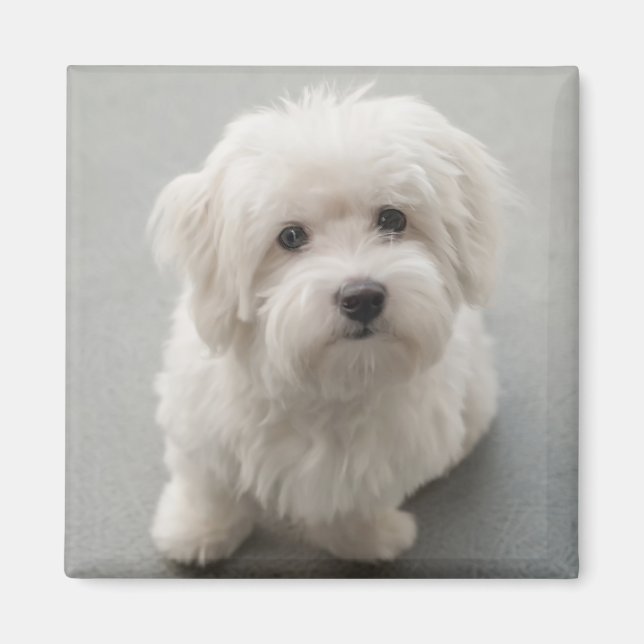 Maisie Coton de Tulear Puppy Magnet (Vorne)