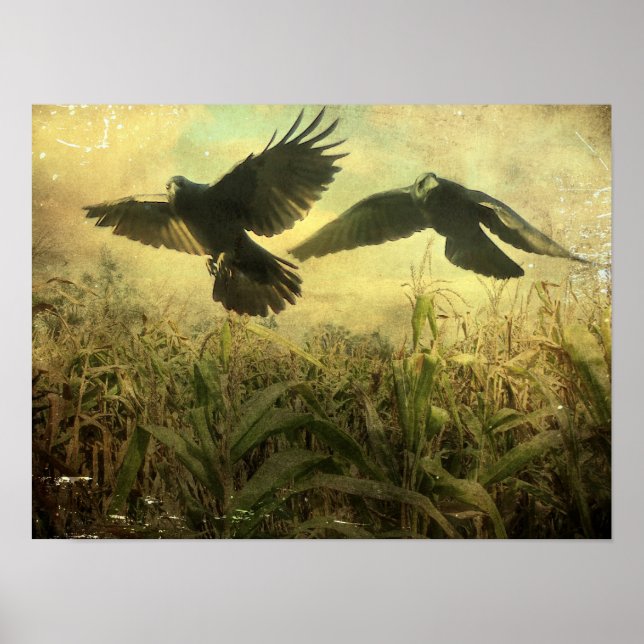 Maiskrähen Poster (Vorne)
