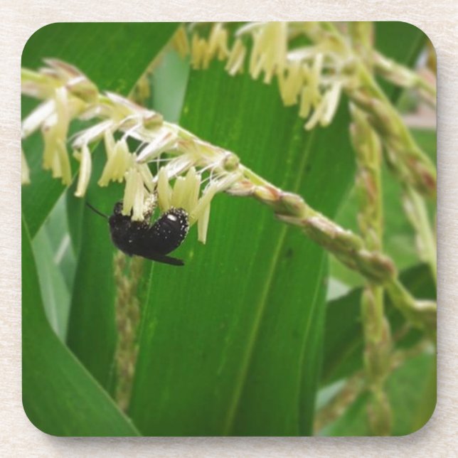 Maispollen ist heute für die Bienen lecker. Getränkeuntersetzer (Vorderseite)
