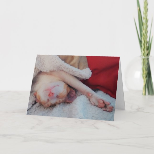 Maisrexkatze Feiertagskarte (Vorderseite)