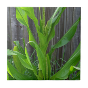 Maisstalk Fliese