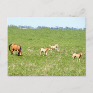 Maiswinge: Pferde Postkarte