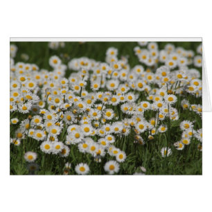 Maitaggänseblümchen