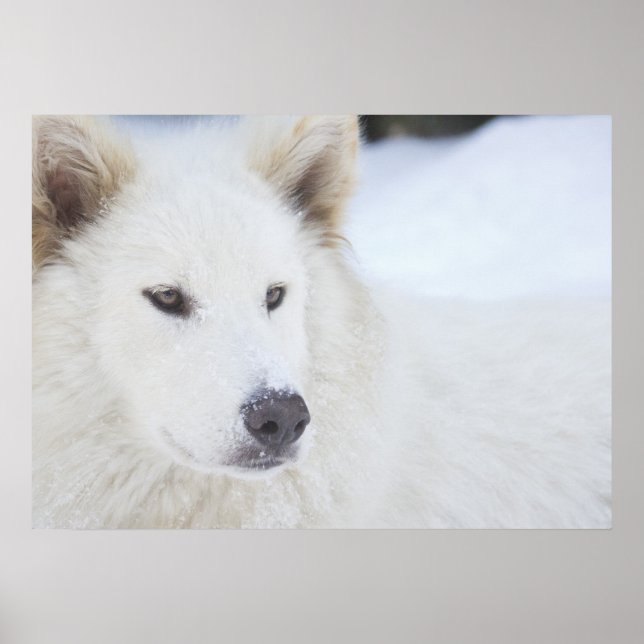 Majestät Poster (Vorne)