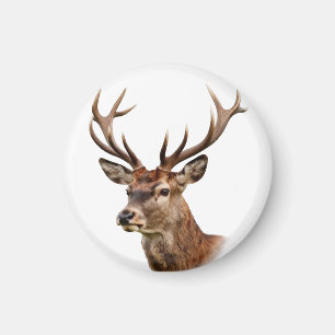 Majestätiges Hirschporträt mit großen Geweihen Magnet