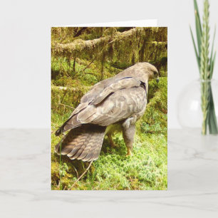 Majestätische Bussard Raubvogel Naturliebhaber Ill Karte