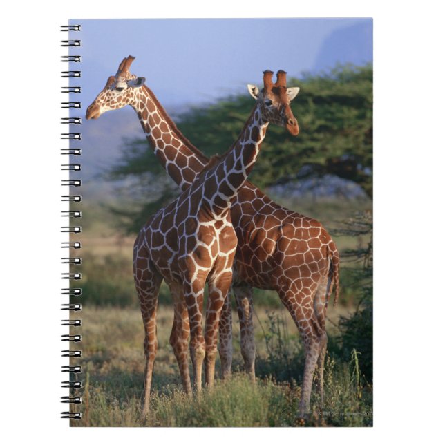 Majestätische Giraffen Notizblock (Vorderseite)