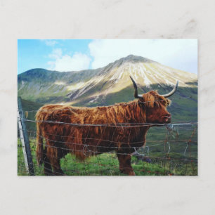 Majestätische Highland-Cow-Postkarte Postkarte