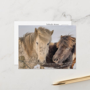 Majestätische isländische Pferde im Winter Postkarte