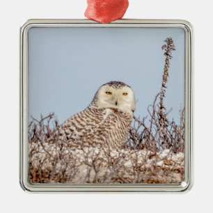 Majestätische Schneeeule der Küste Connecticuts Ornament Aus Metall