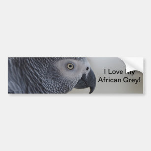 Majestätischer afrikanisches Grau-Papagei Autoaufkleber