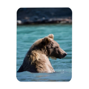 Majestätischer Alaskan Braunbär Magnet