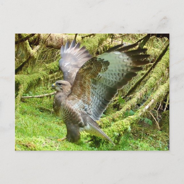 Majestätischer Bussard Flügel Streckung Wildnis Wa Postkarte (Vorderseite)