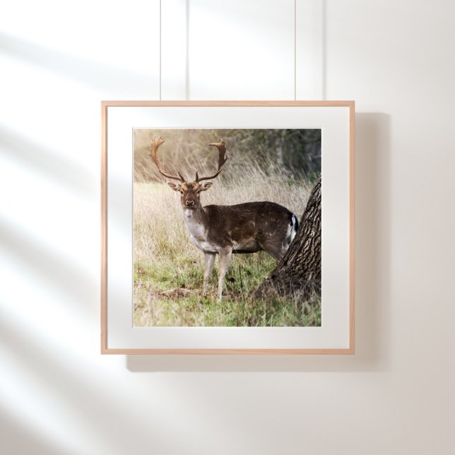 Majestätischer Damhirschbock Fotodruck (Von Creator hochgeladen)