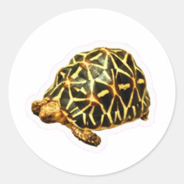 Majestätischer Indischer Sternschildkröten-Aufkleb Runder Aufkleber