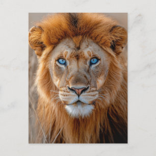 Majestätischer männlicher Löwe mit leuchtend blaue Postkarte