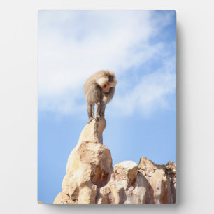 Majestätischer Pavian auf Berggipfel Fotoplatte